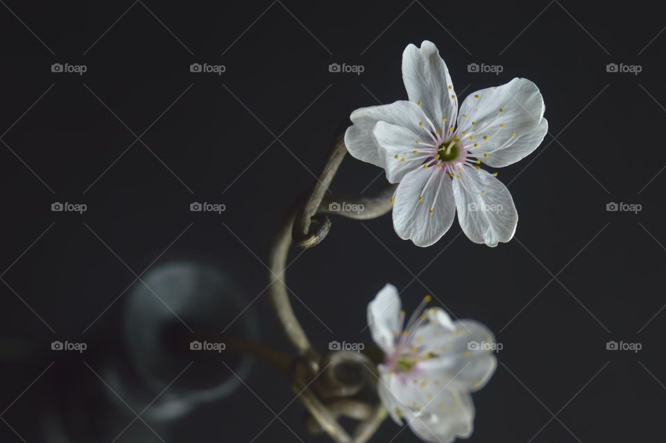 flower in a vase on a dark background