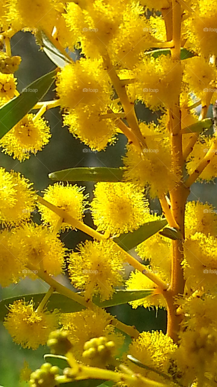 Beautiful Australian wattle