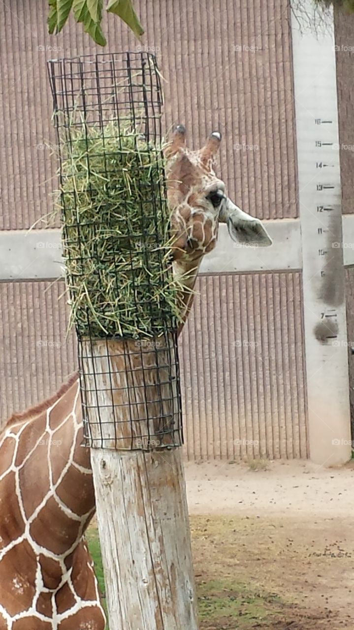 Peek-a-boo giraffe 