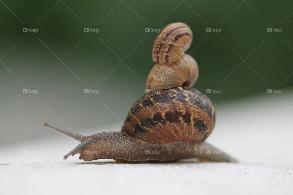snail