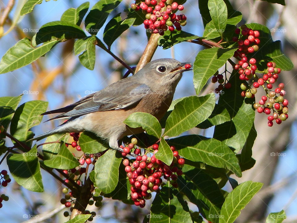 Western blue bird eating berry