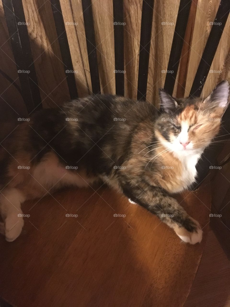 Calico Cat