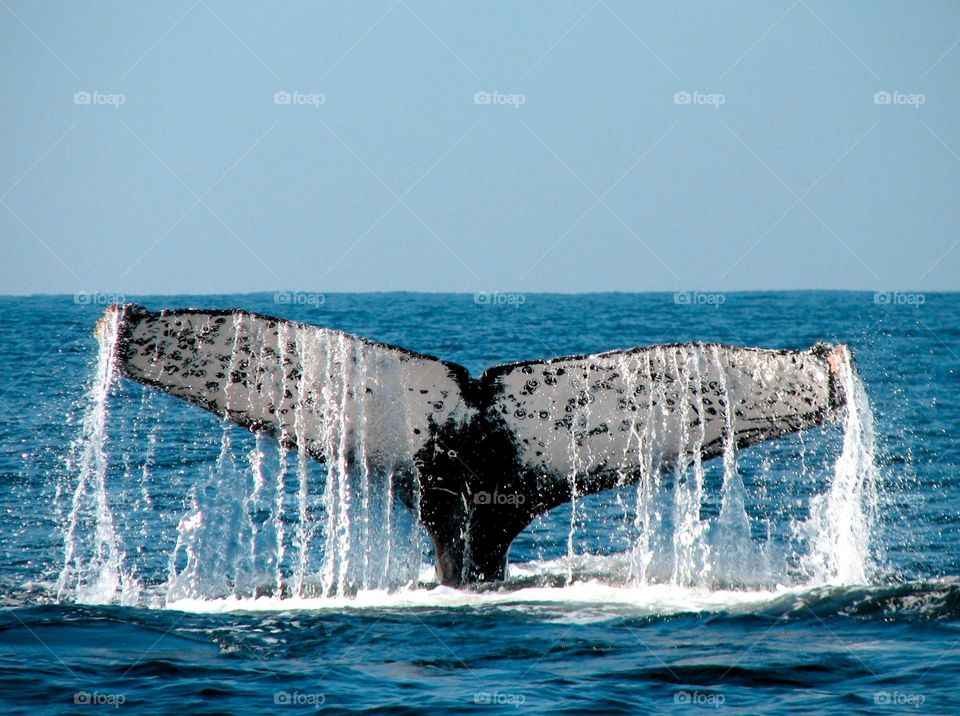 Whale tail. Humpback whale in Puerto Vallarta