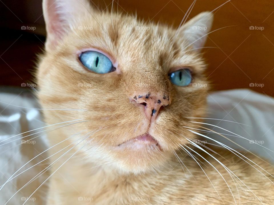 the intense gaze of a red European cat with light blue eyes