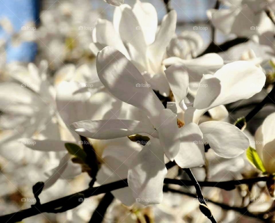 Magnolia tree