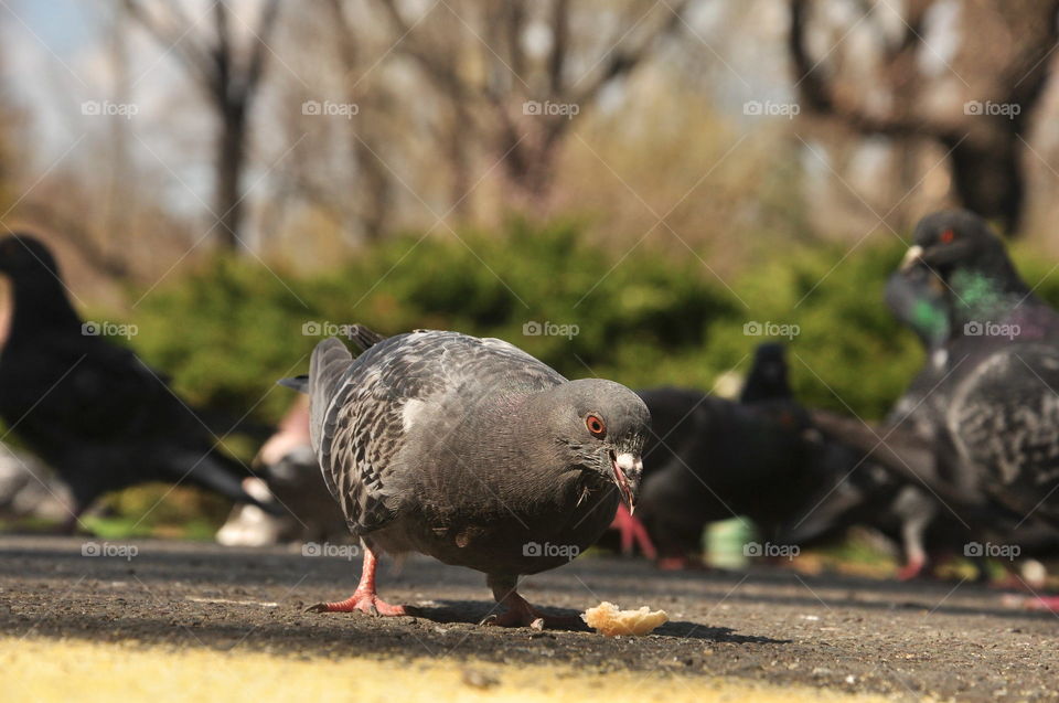 Pidgeons