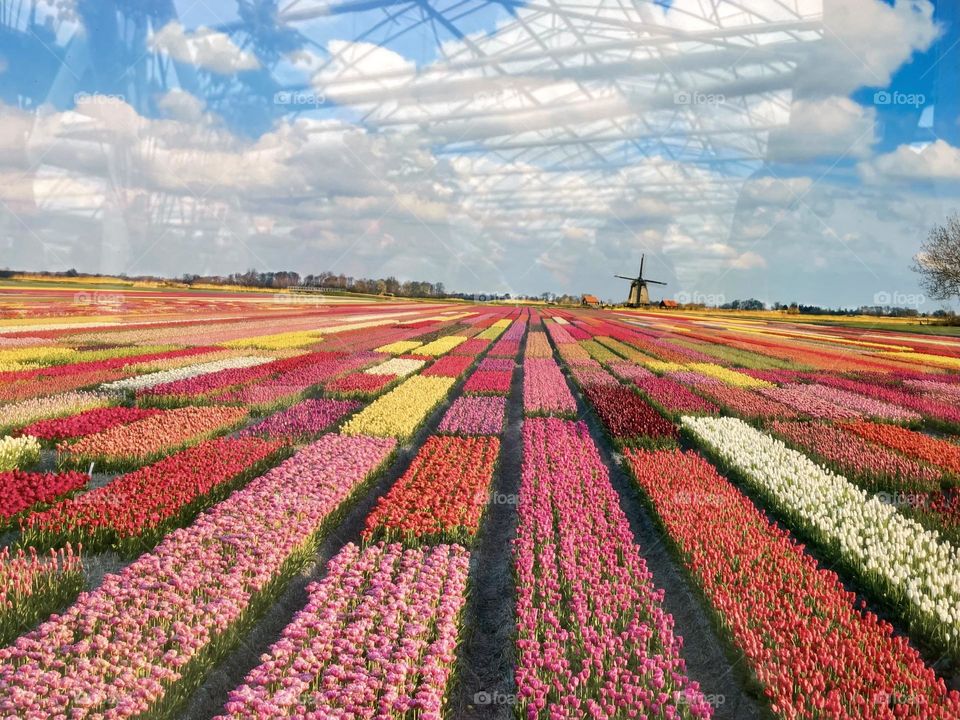 Tulips from Amsterdam 