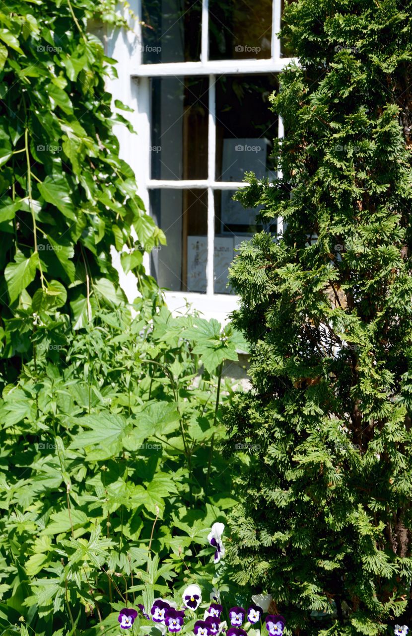 Window. Leaf Surround