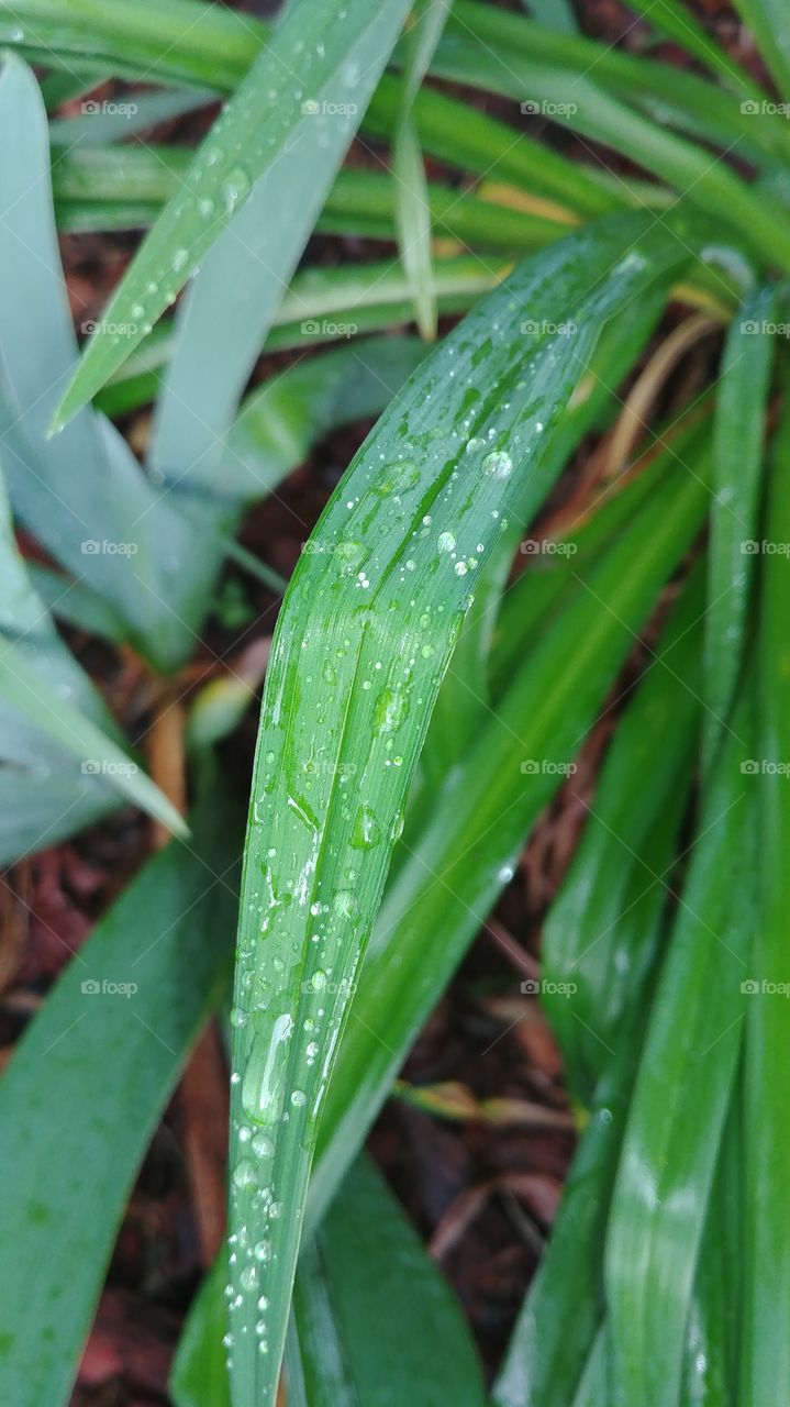 Raindrops on the leaves of my likes in the early morning hours.