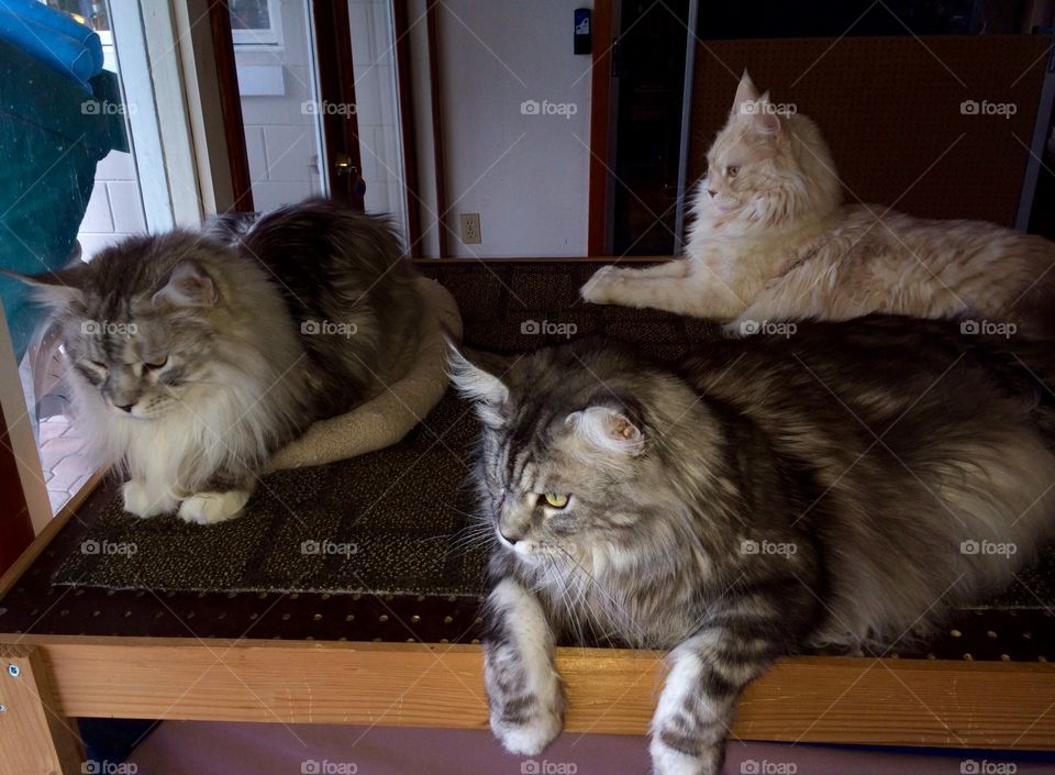 The "The Boys" watching birds from the cat room. I like the blonde Sphinx in the background  .