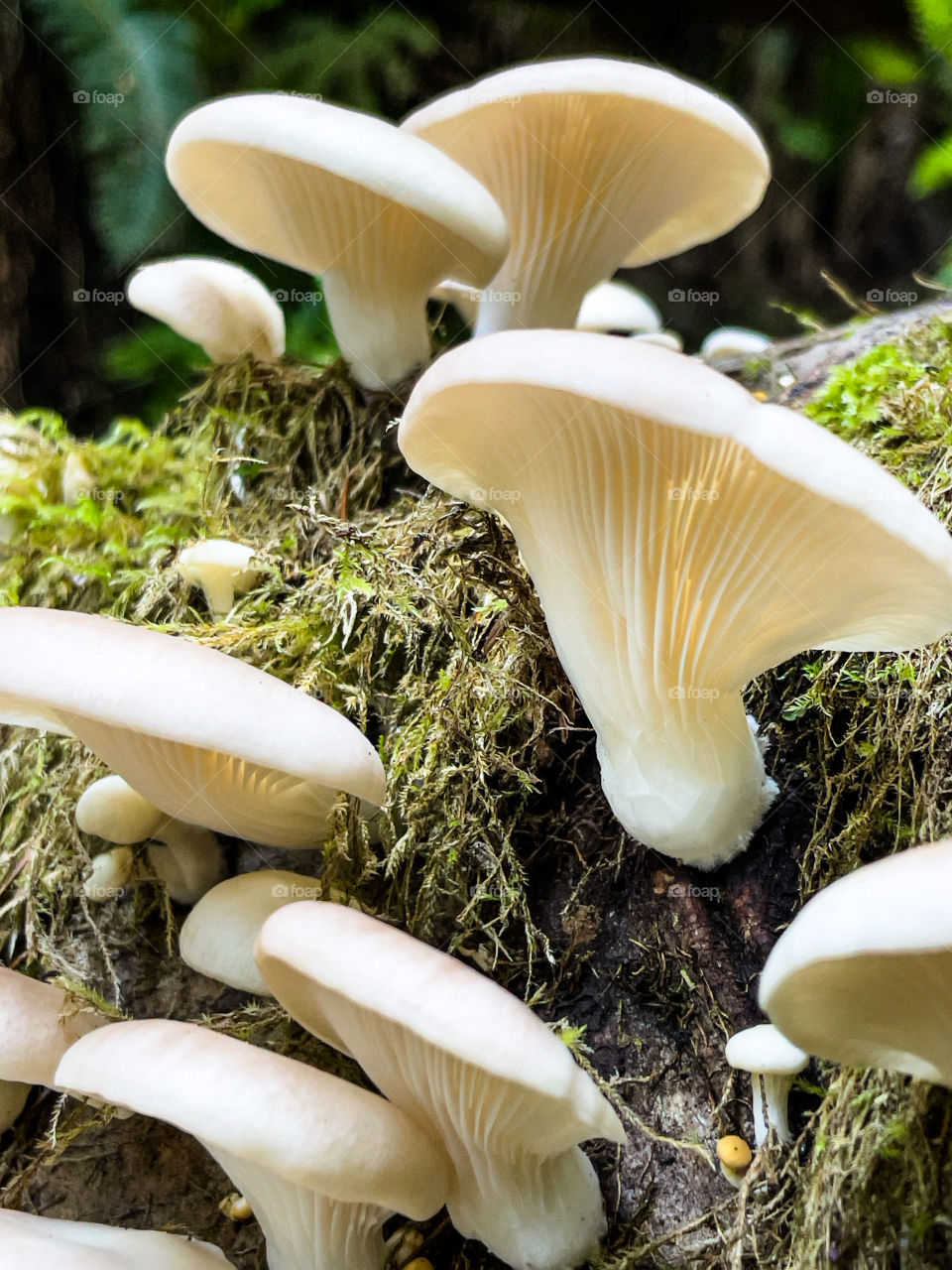 White mushrooms on the green forest bed