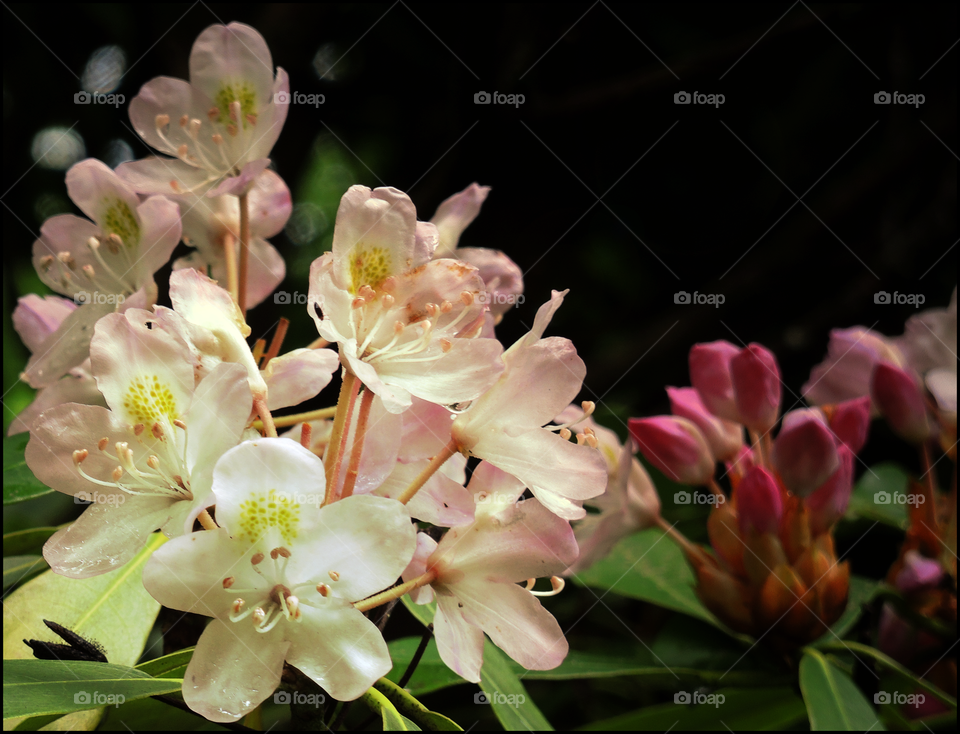 Glowing Blossoms