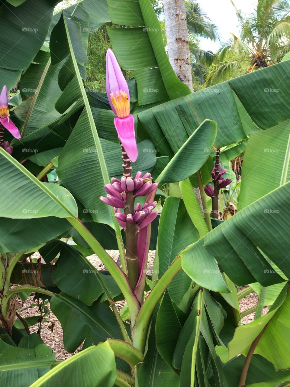 Tropical bloom. Tropical flower bud in Florida 