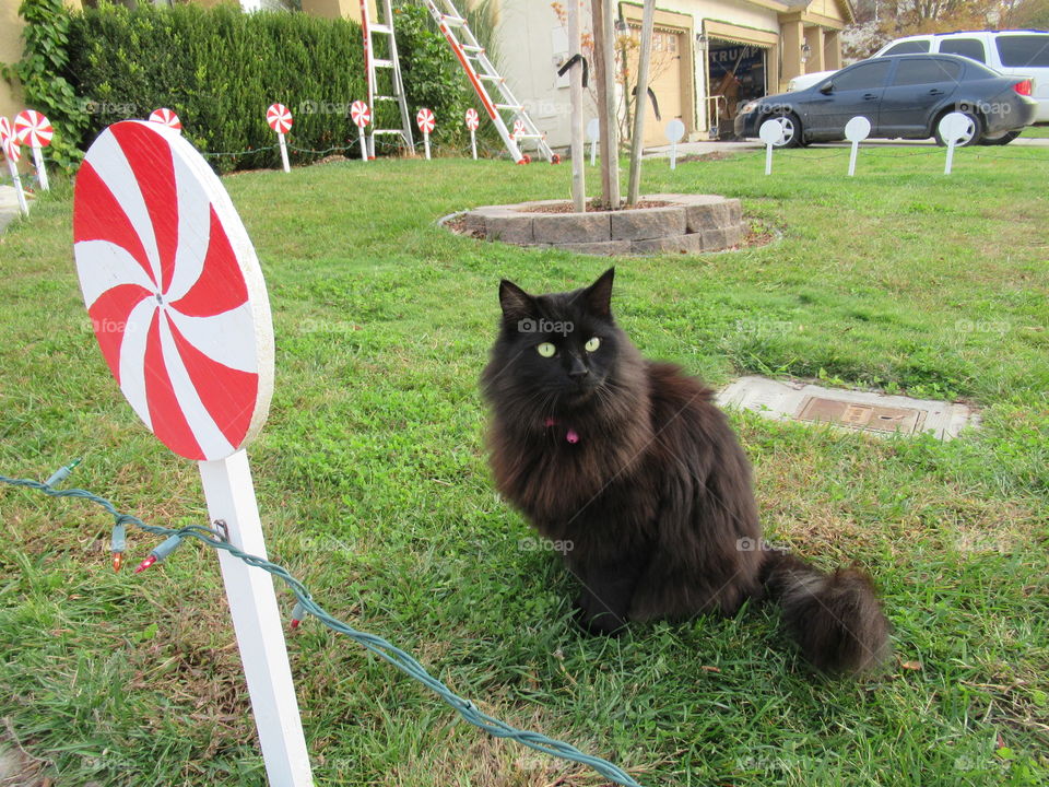 Our cat helping with decorations