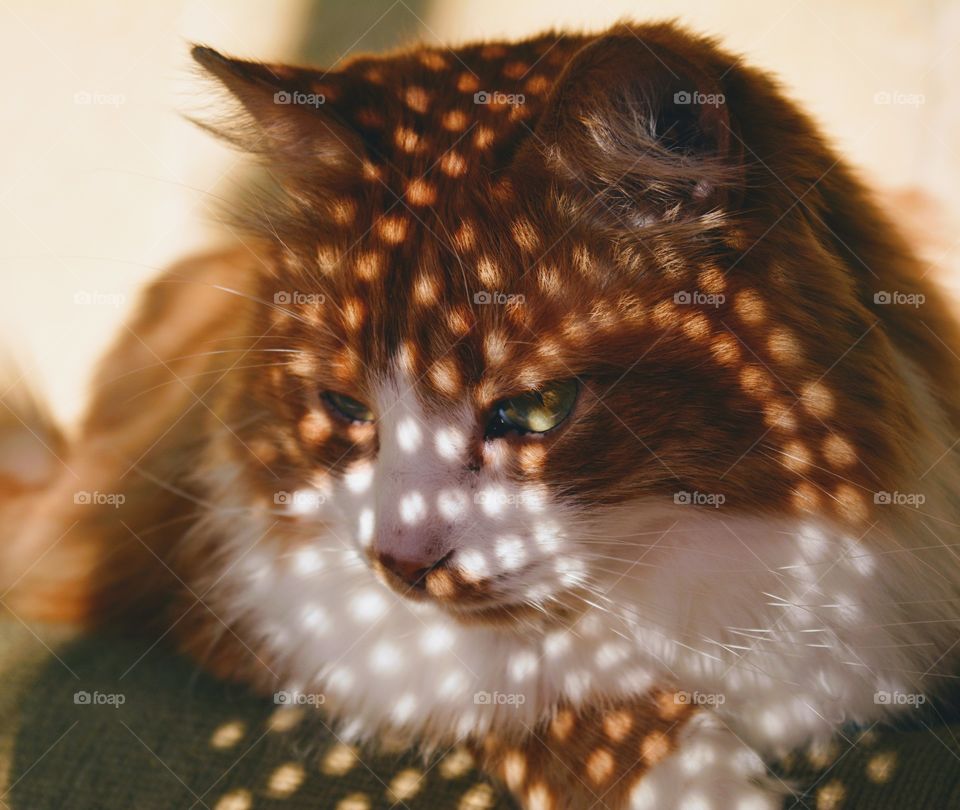 ginger cat in the sunlight and shadows beautiful portrait, love pet