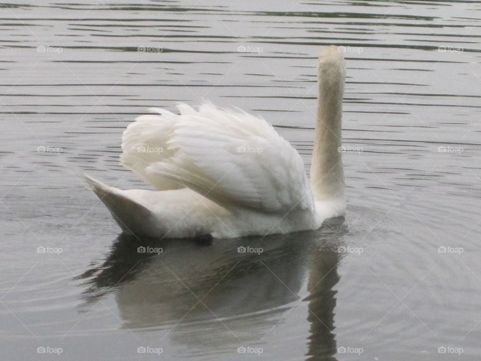 swift swan