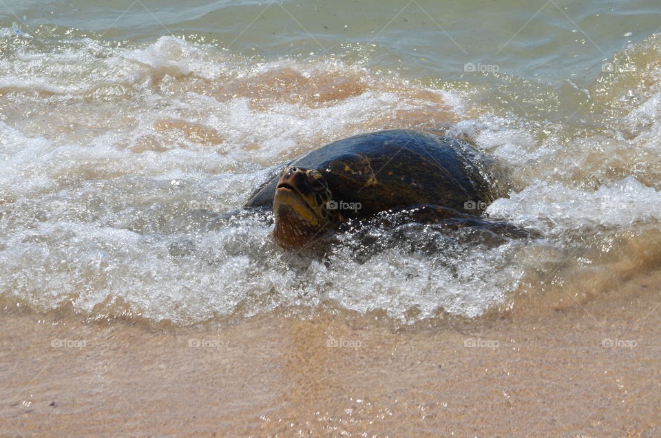 Green Sea Turtle Up For Air. Hawaiian green sea turtle coming to shore.