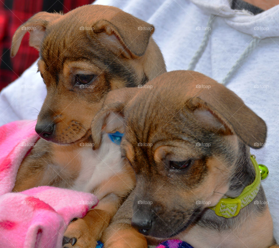 BABY ANIMALS: A baby animal can be a young cow to a dog or a baby chick! Most people consider a puppy a baby animal! Dogs are sometimes referred to as "man's best friend" because they are kept as domesticated pets and are usually loyal and like being around humans!