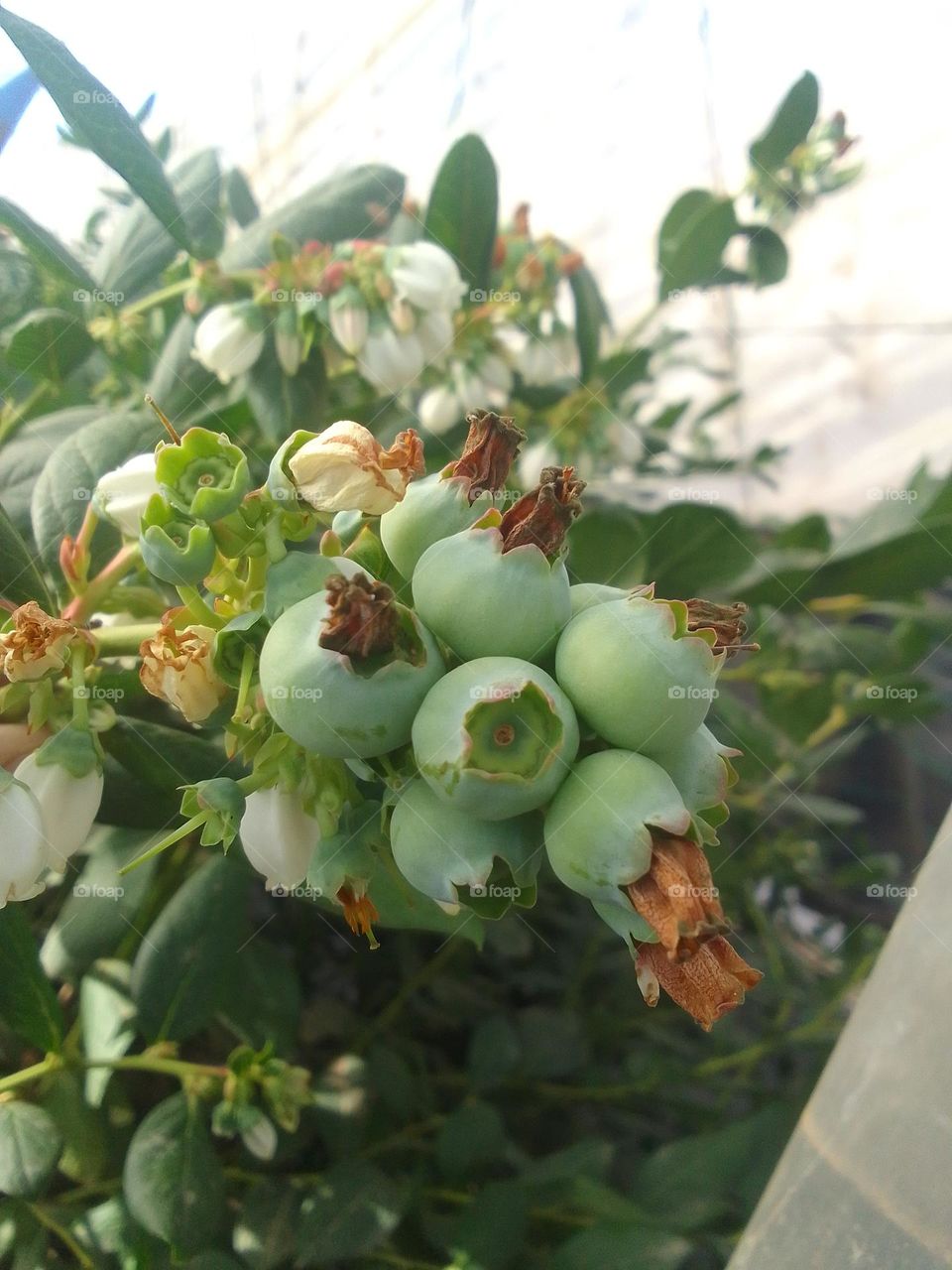 Myrtle fruit in early growth