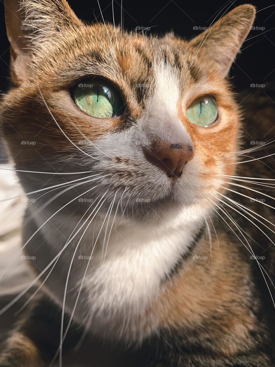 Cat feline green turquoise eyes whiskers orange calico patch tabby beautiful rescue cute pets animals indoor senior kitty phone photography amateur close up Sun lighting