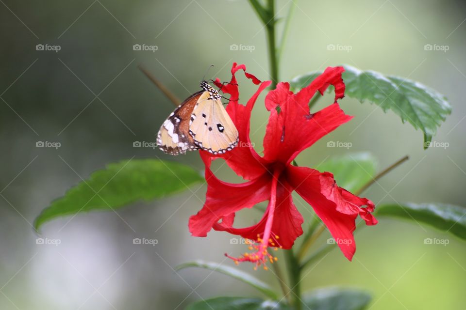A beautiful butterfly on a hibiscus flower. It's perfect example of interdependence of each other in mother nature.