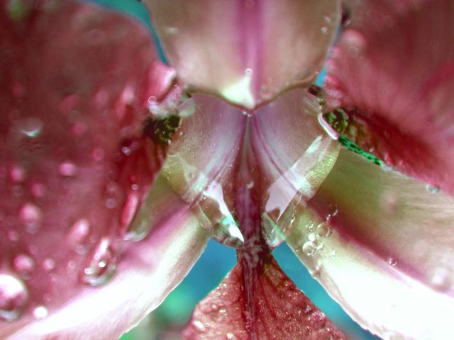 heart in the flower
