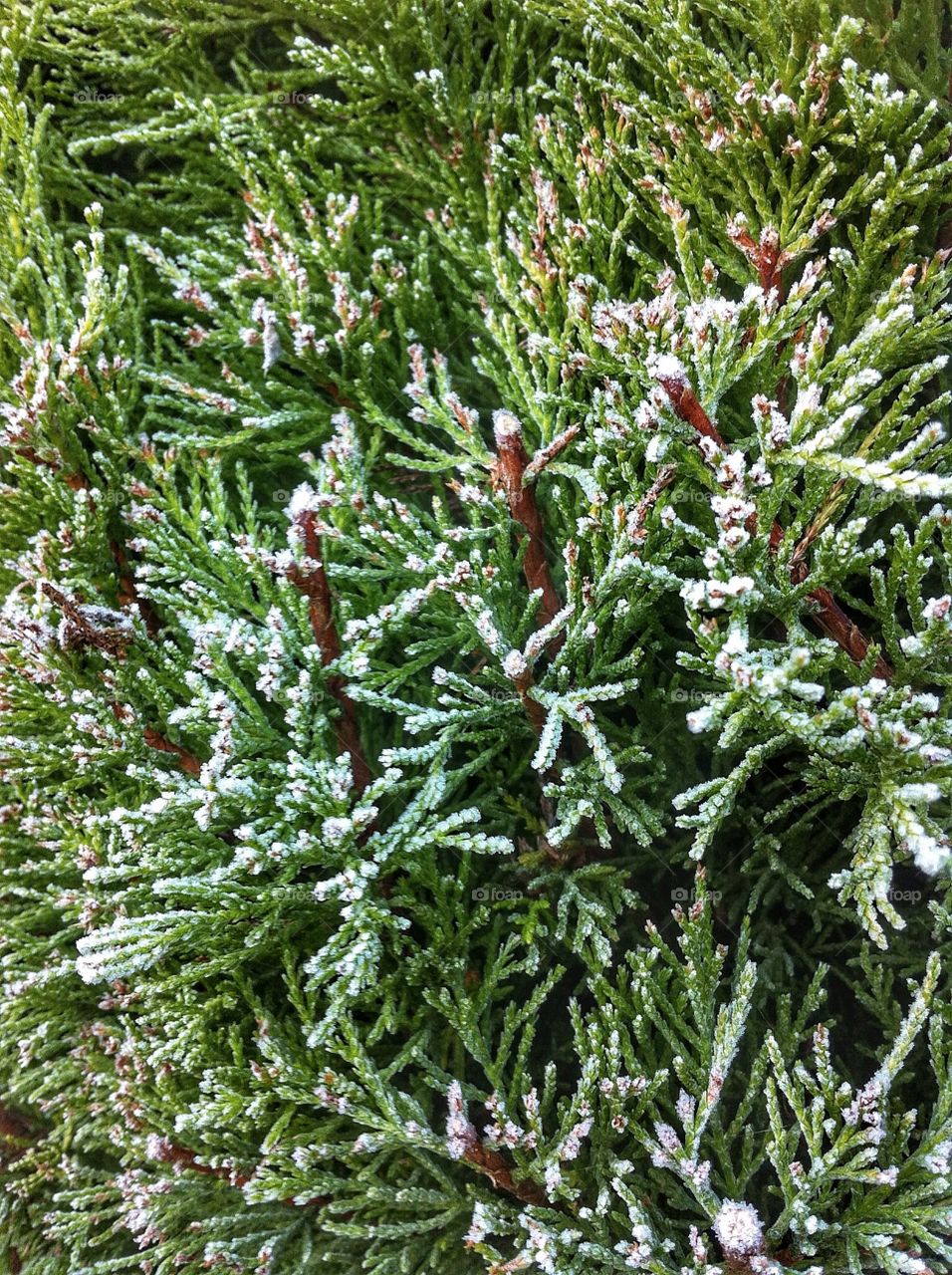 Frosty winter start! Frost covered conifers in the garden.