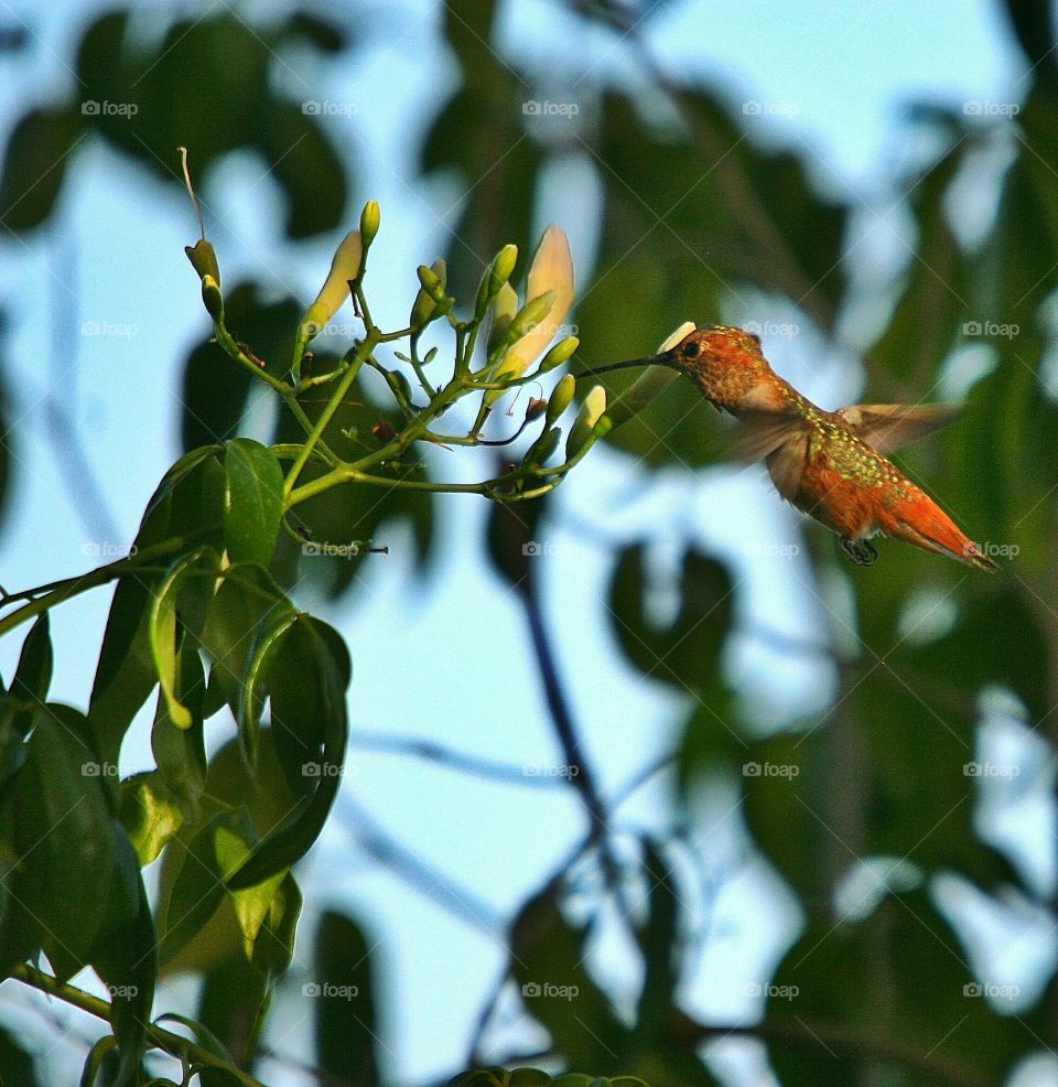 Allen Hummingbird wanting to feed off of closed bower vine flowers
