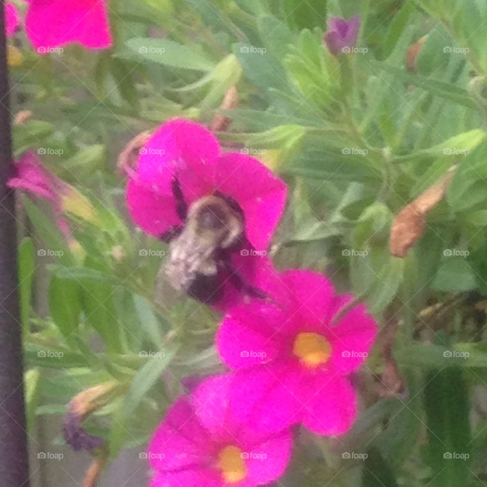 Bee pollinating 