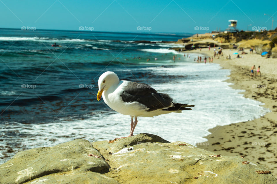 Beach Bird. This is a closeup of a bird at the beach in San Diego, California!