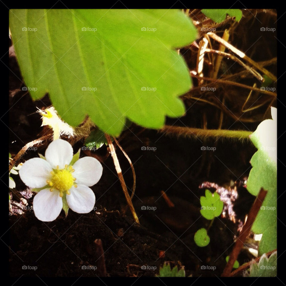 wild strawberry . My balcony

