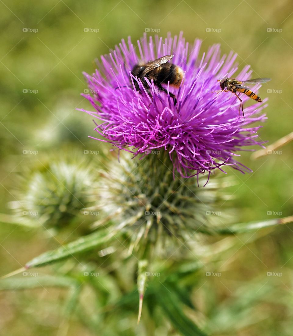 Bumblebee on thistle