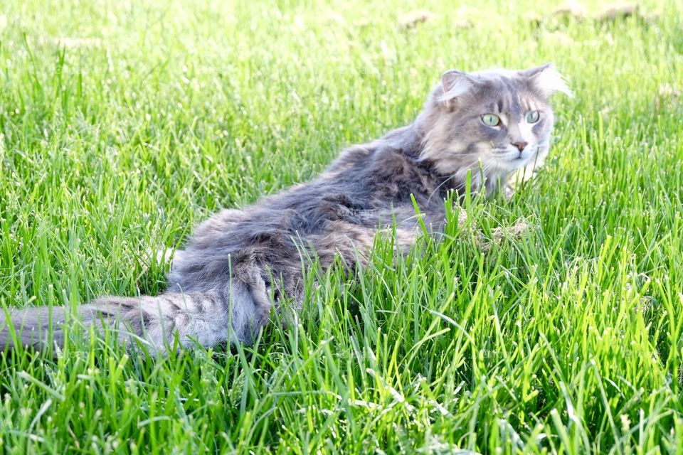 Cat looking back while hunting
