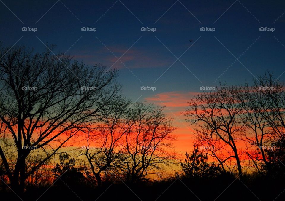 A Tree Lined Sunset