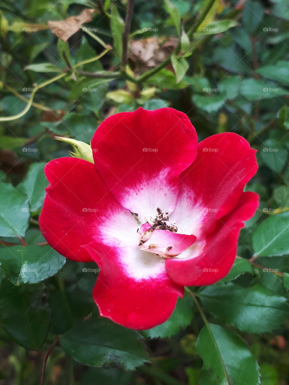 Fragile Red Rose