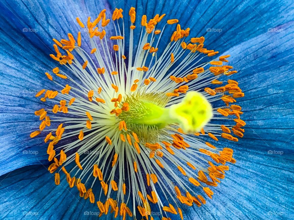 Blue poppy