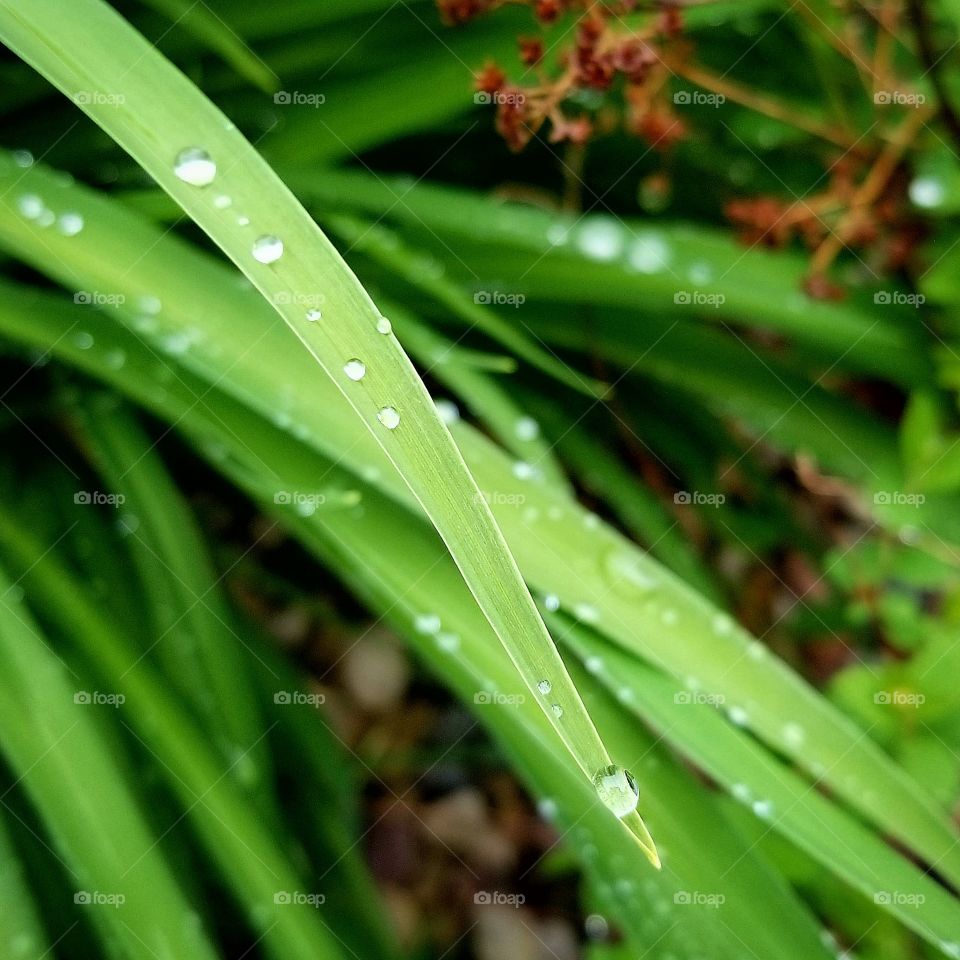 Spring Droplets