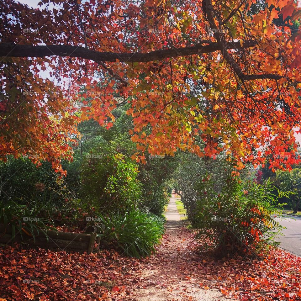 Autumn leaves in St Ives - pathway of yellow and gold