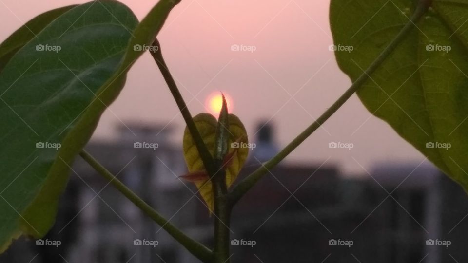 leaf behind sunset