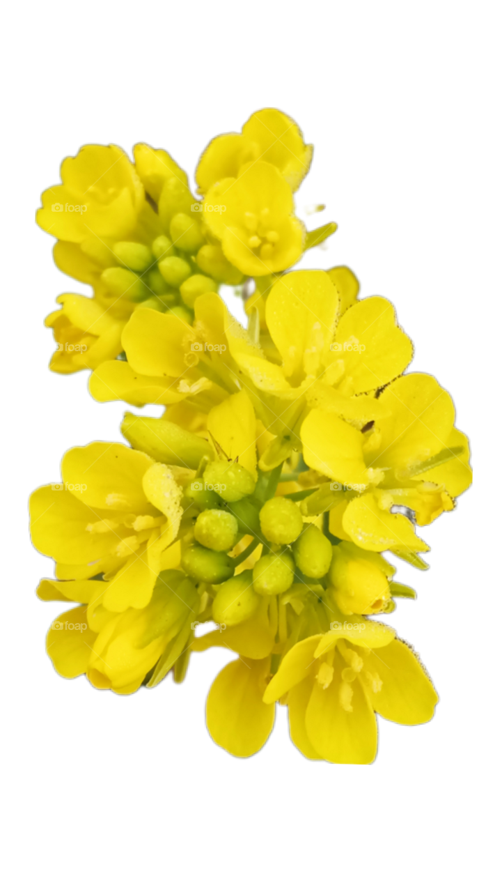 yellow flower of mustard