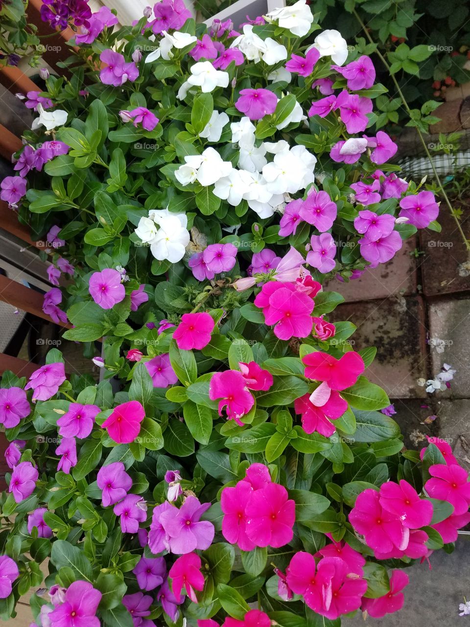 pink, purple, red and white flowers