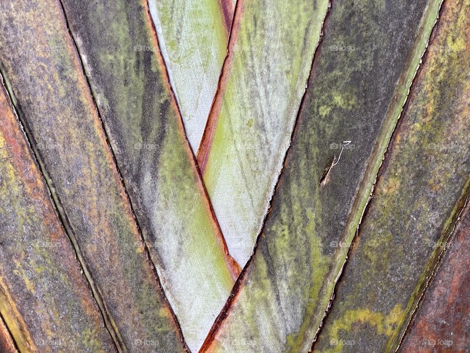A close-up of the leaves of a palm tree