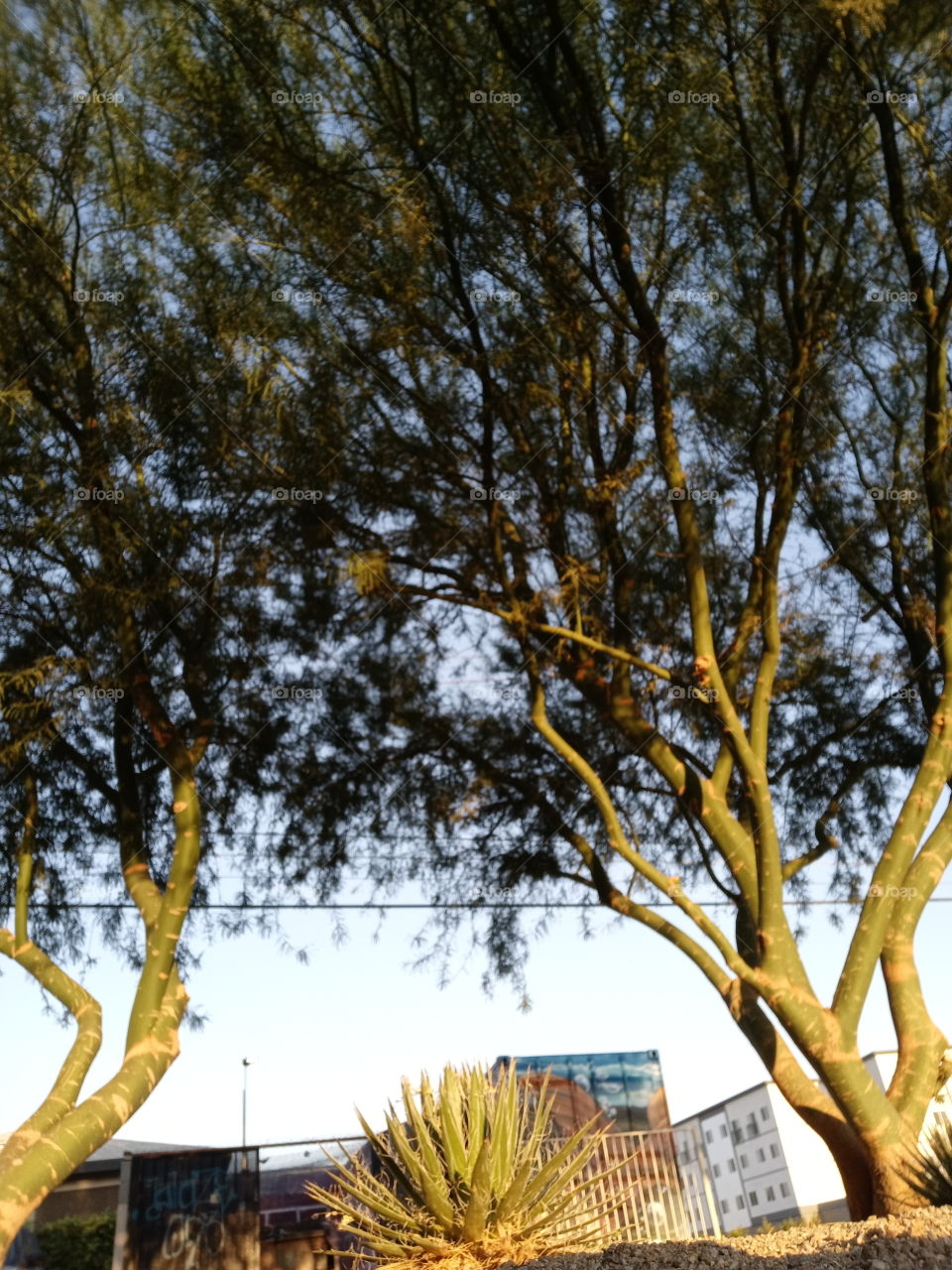 you see what I mean 2 views to every story no matter how many yrs this tree has been standing the other view from a different angle tells a different tale