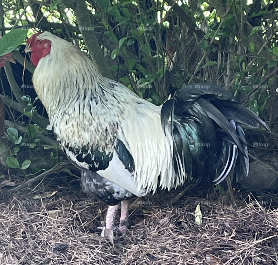 King Tut the Rooster