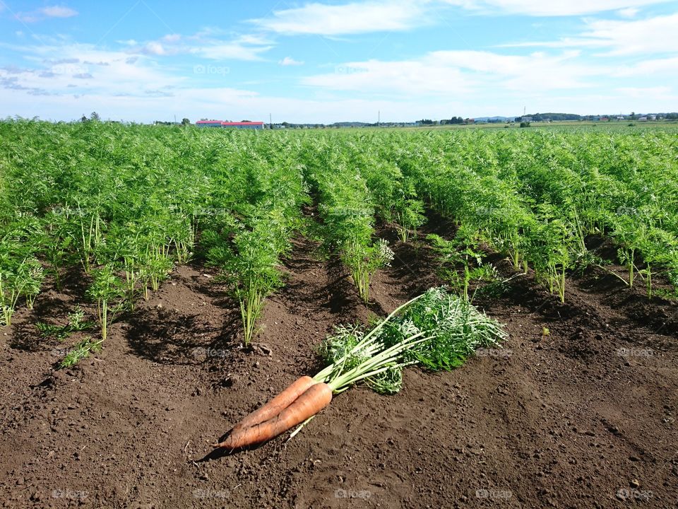 Carrot field