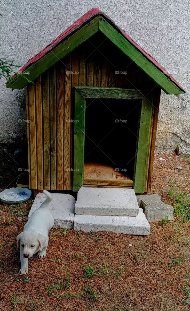 dog