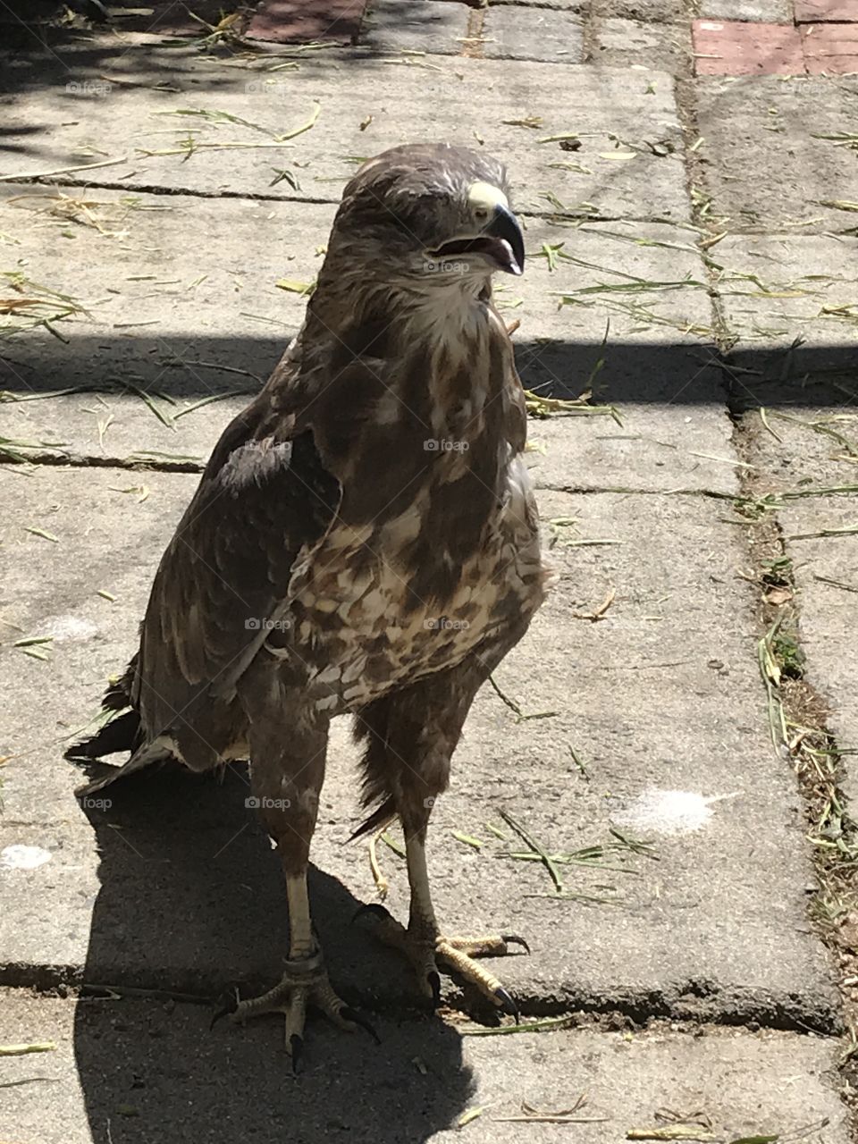 Hawk on the ground