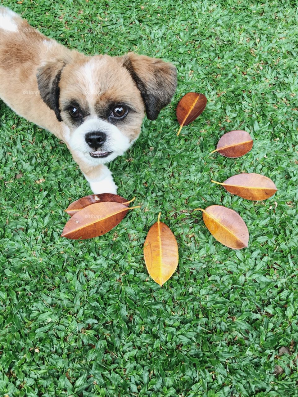 Playing with your dog.