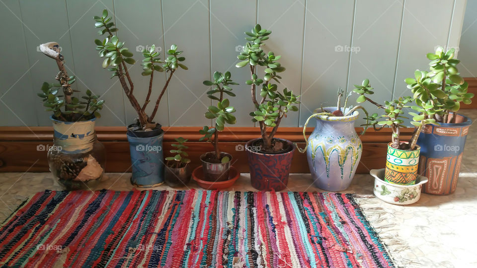 Close-up of crassula potted plant