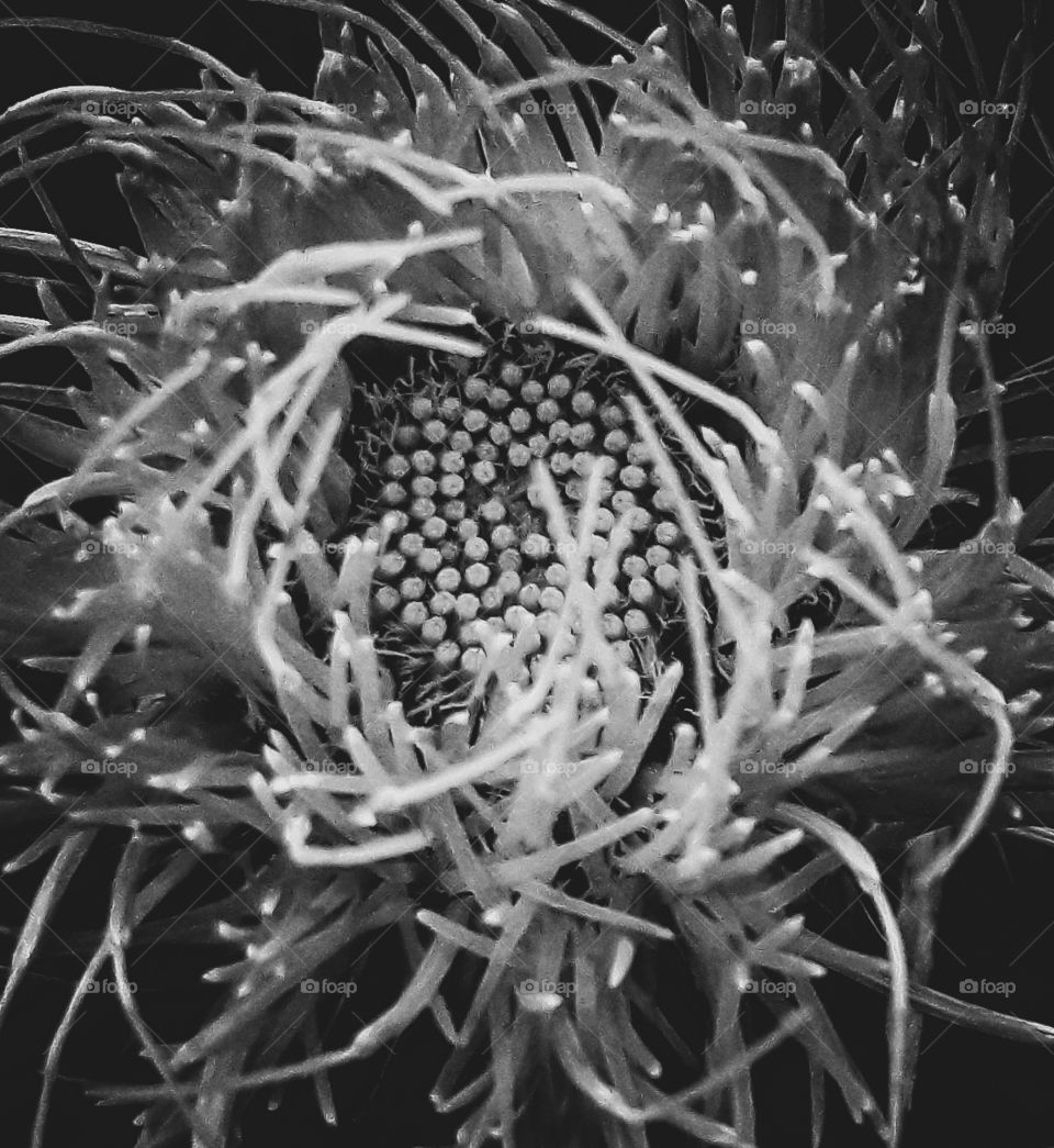 Black and white photograph of a thistle's petals up close.